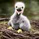 Go to Returning a Young Sea Eagle to the Wild