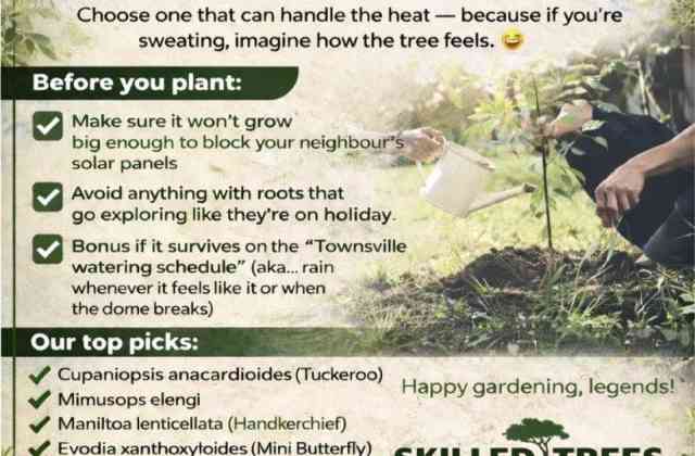 Thinking of Planting a Tree in Townsville?