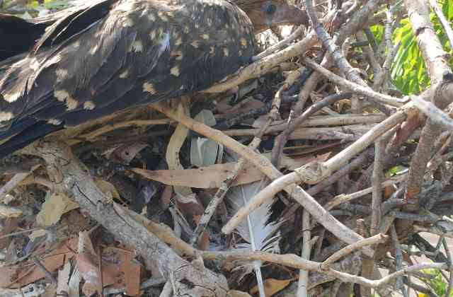 Returning a Young Whistling Kite to the Wild
