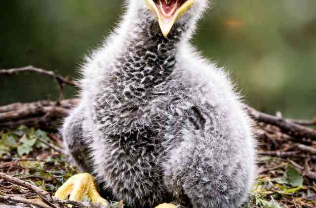 Returning a Young Sea Eagle to the Wild