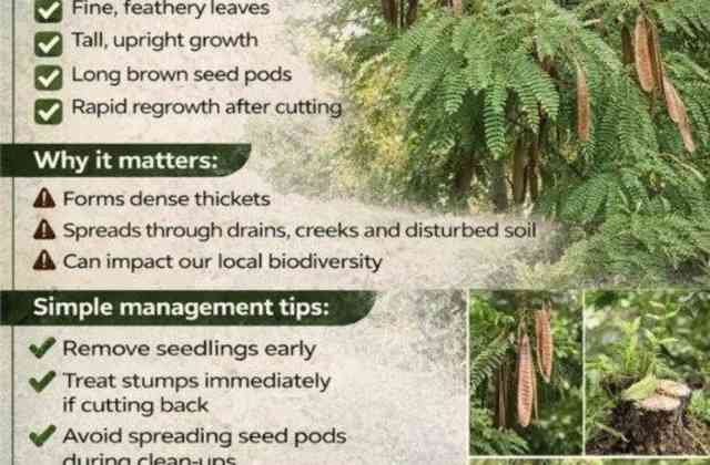 Leucaena in Townsville: What Residents Should Know